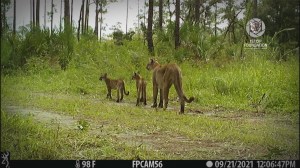 Florida panther