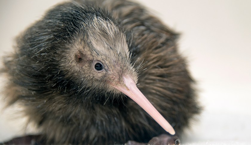 Miami zoo apologizes for treatment of threatened kiwi bird - Wink News