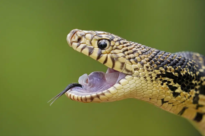 The slithery unwelcome stranger and a pipe snake that escaped death