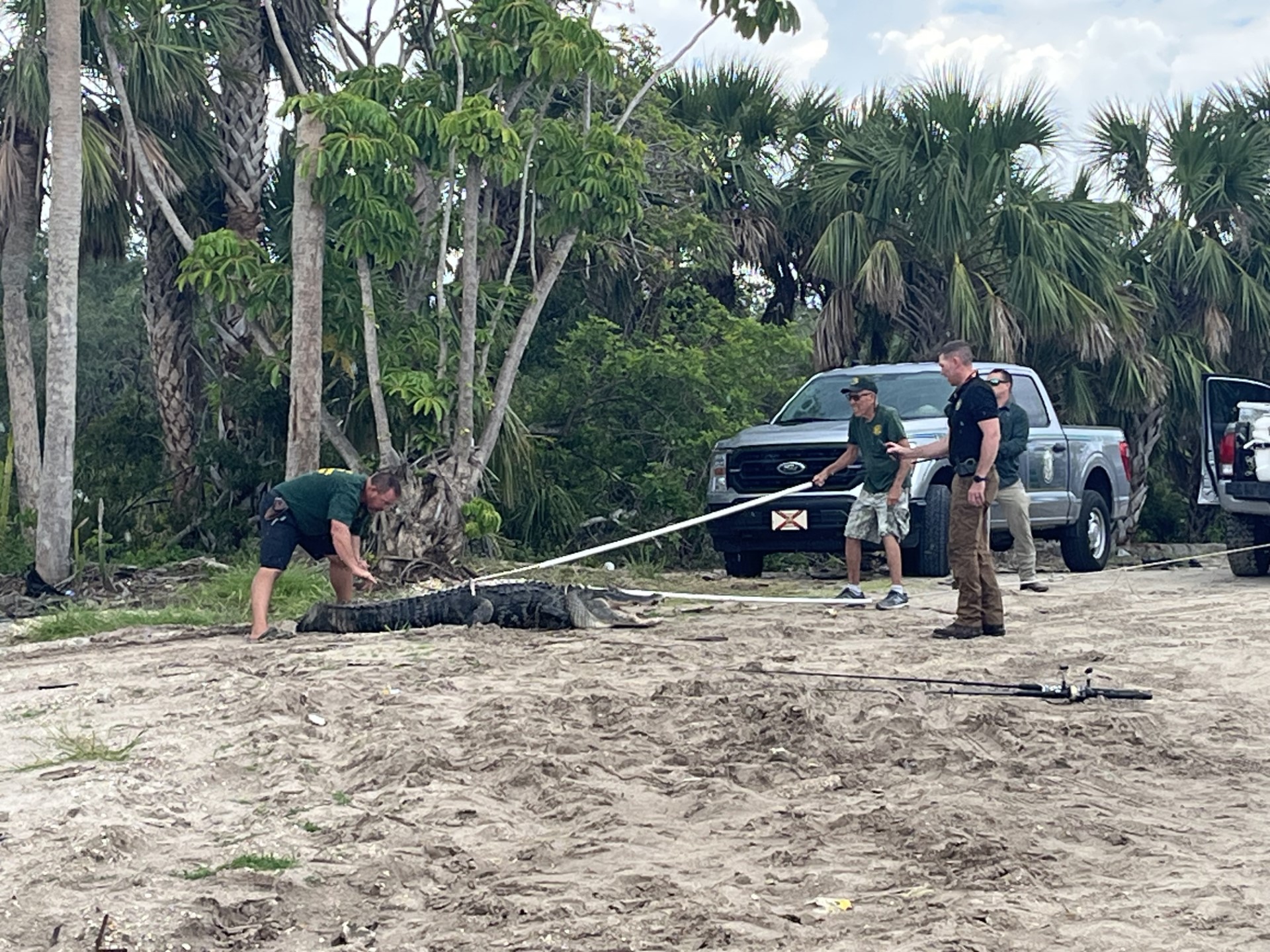 Alligator captured after bitting man in Gulf Cove, Florida