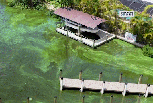 Health warning for blue-green algae near Davis Boat Ramp