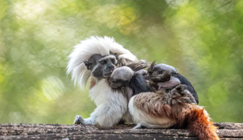 A pair of rare cotton-top tamarin monkeys were just born at Walt Disney  World : NPR
