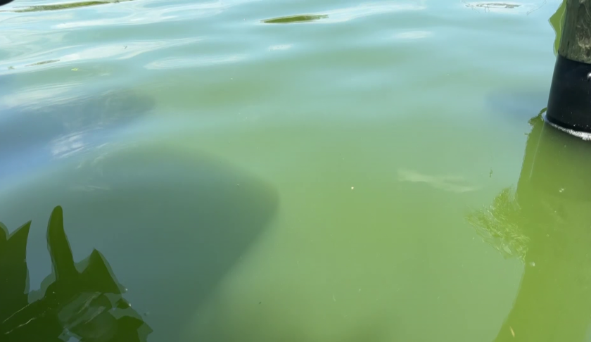 blue-green algae bloom