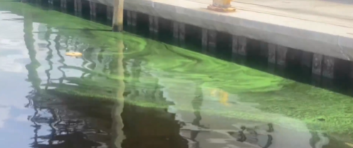 blue green algae