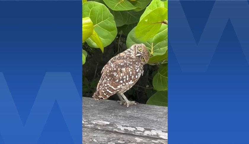 burrowing owl