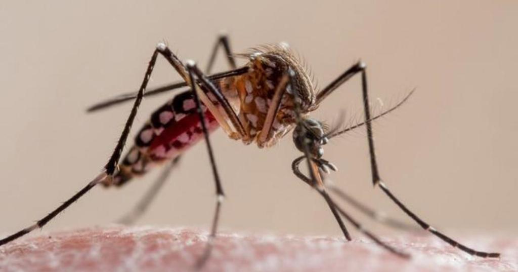 8 confirmed malaria cases in Florida