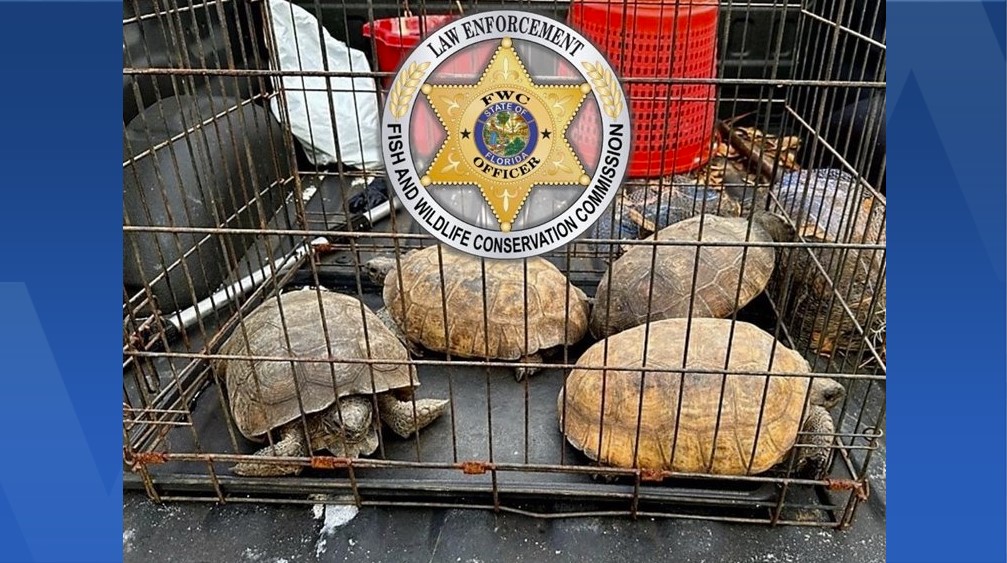 FWC finds rattlesnakes in gopher tortoise burrow