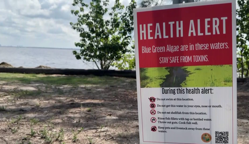 algae outbreak