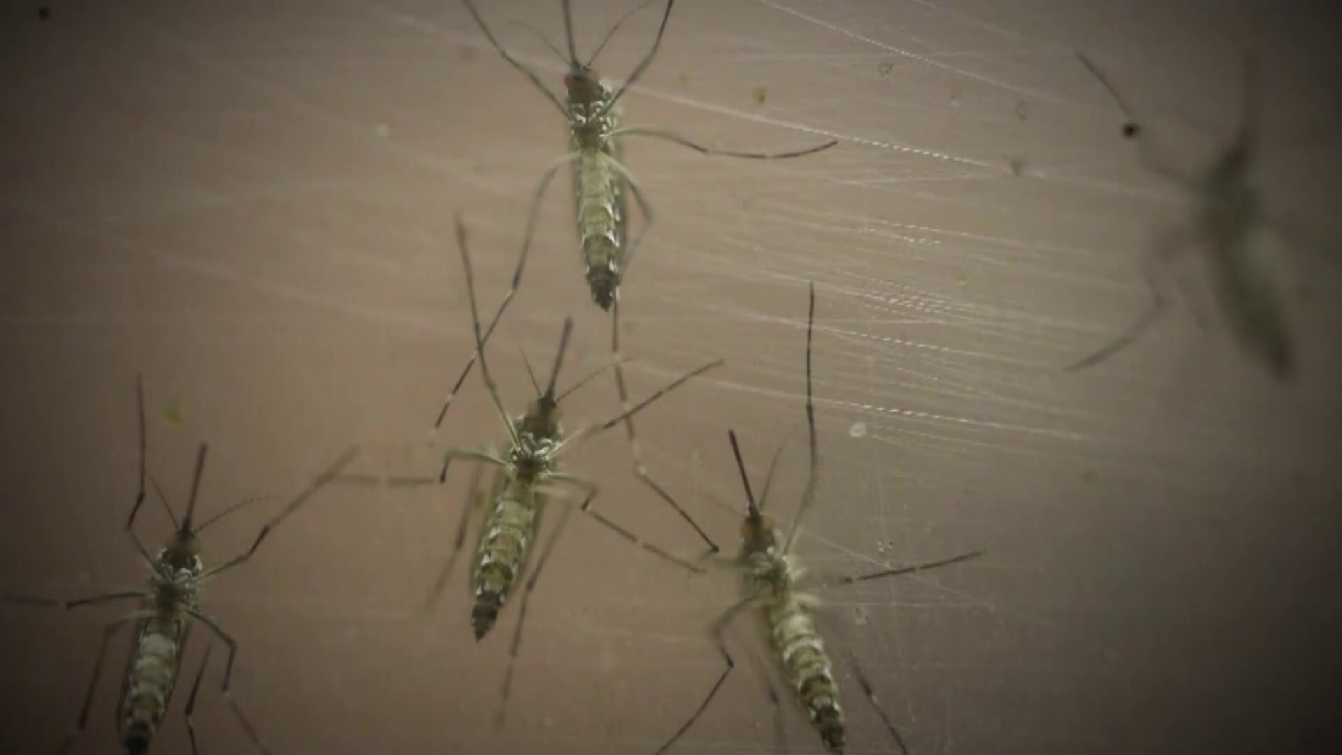 Consejos para la protección contra las picaduras de mosquitos debido a la malaria en el condado de Sarasota