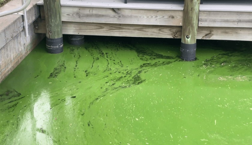 blue green algae