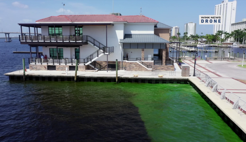 blue green algae