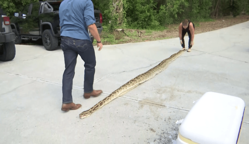 Longest python