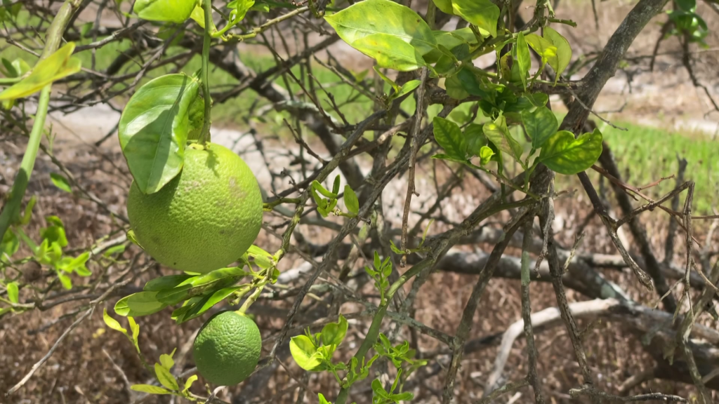 citrus greening