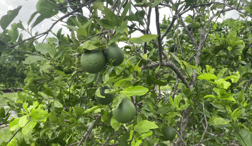 Citrus greening