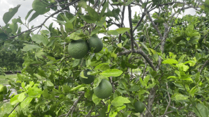 Citrus greening