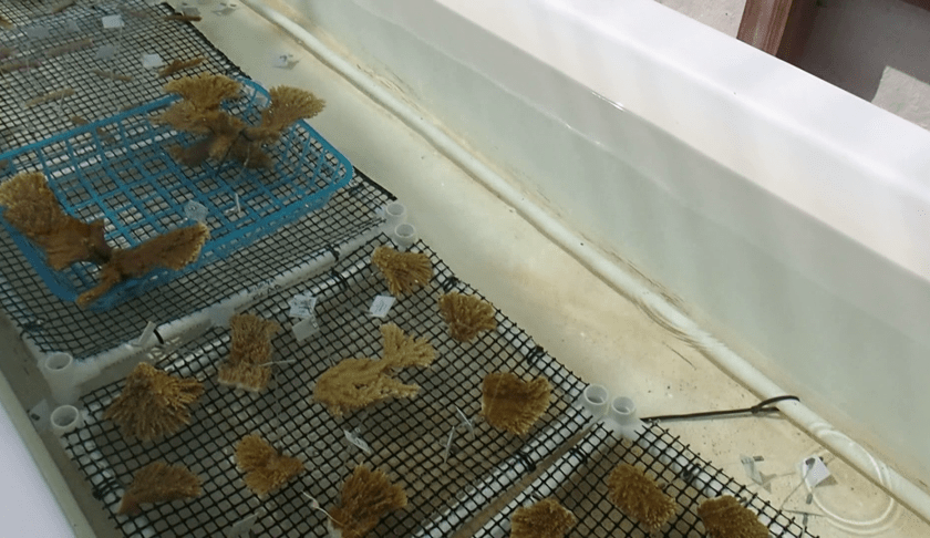 protecting saving corals