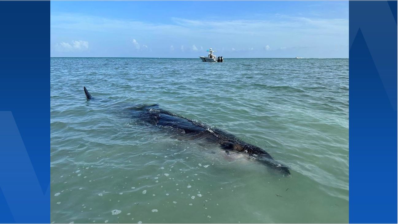 'Very rare' beaked whale found bleeding on Florida Keys sandbar