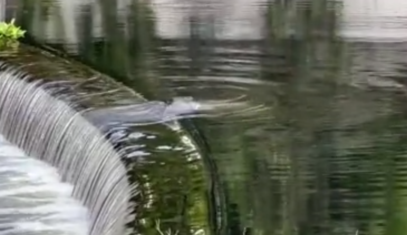 manatee