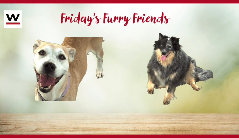 Fridays furry friend's