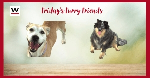 Fridays furry friend's