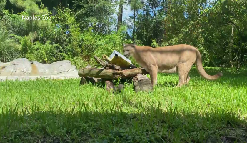 florida panther