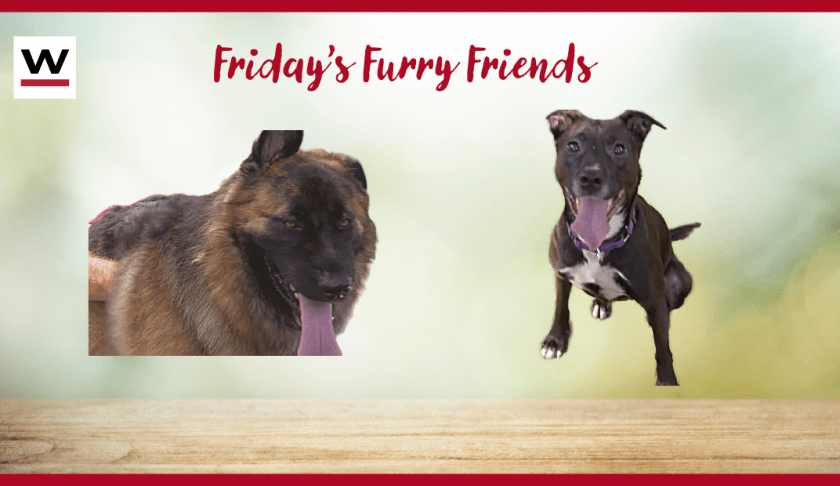 Fridays Furry Friends