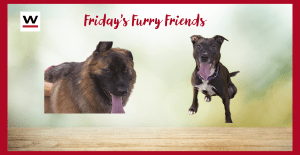 Fridays Furry Friends