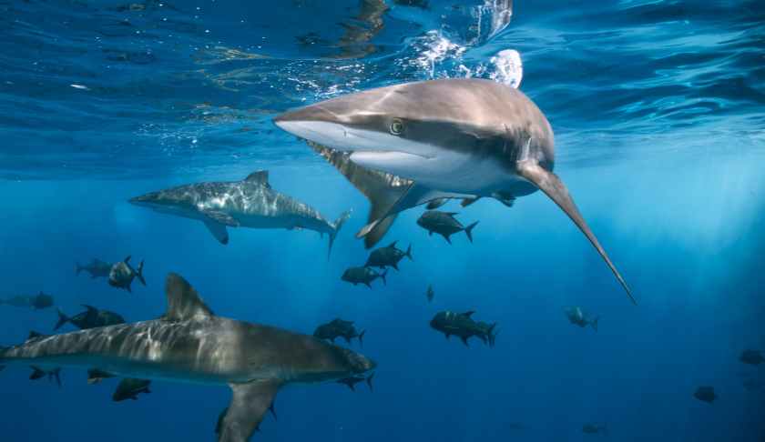 dangerous sharks swimming in clean water of ocean