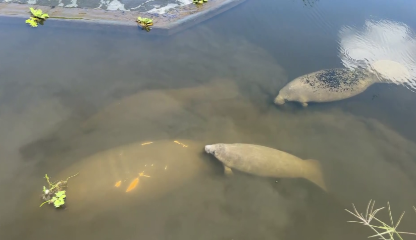 manatees