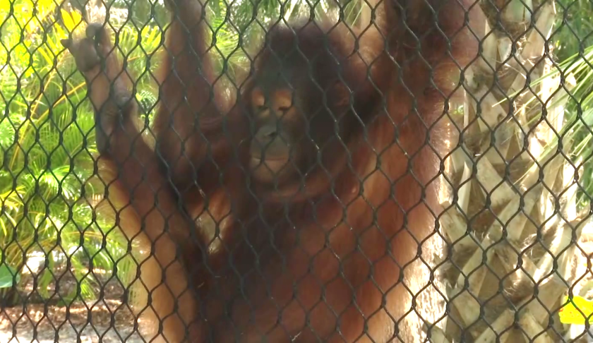 orangutan