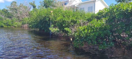 mangroves