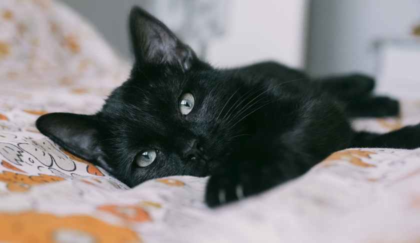 National Black Cat Day