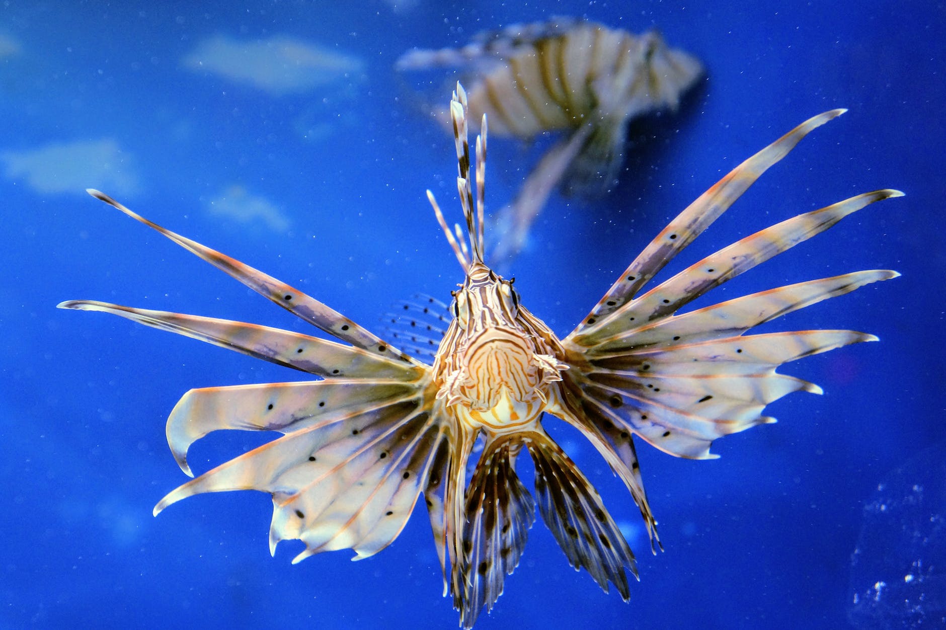 close up shot of a lionfish