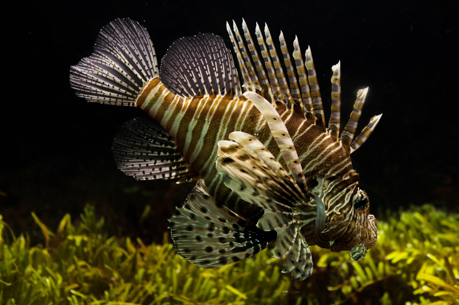 fish fishtank lionfish animal