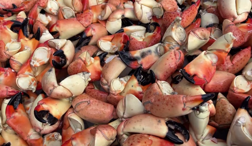 Stone Crab festival