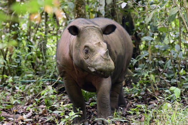 sumatran rhino