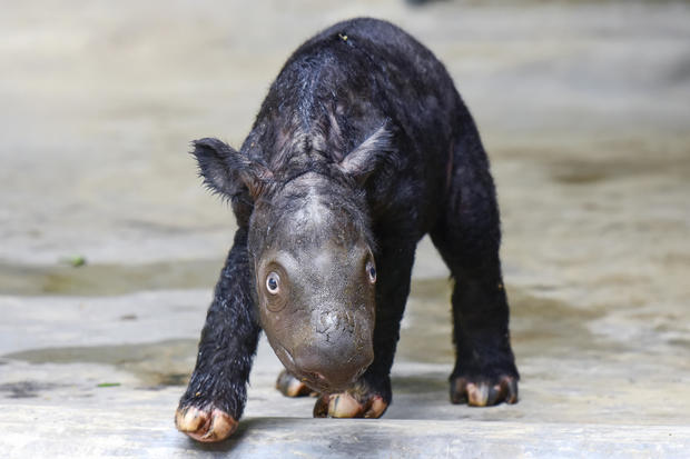 sumatran rhino