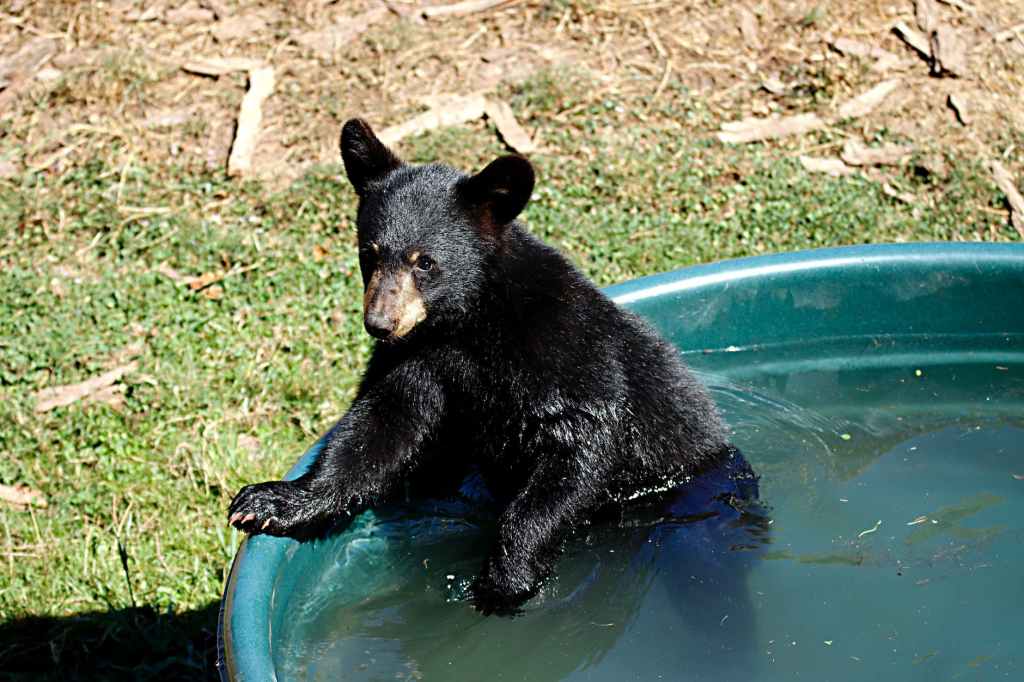 a black bear in a tub of water