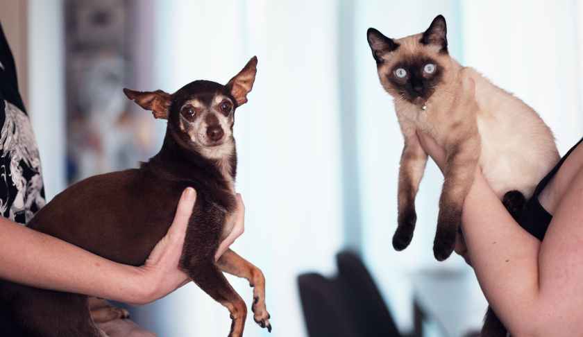 photo of people holding siamese cat and chihuahua