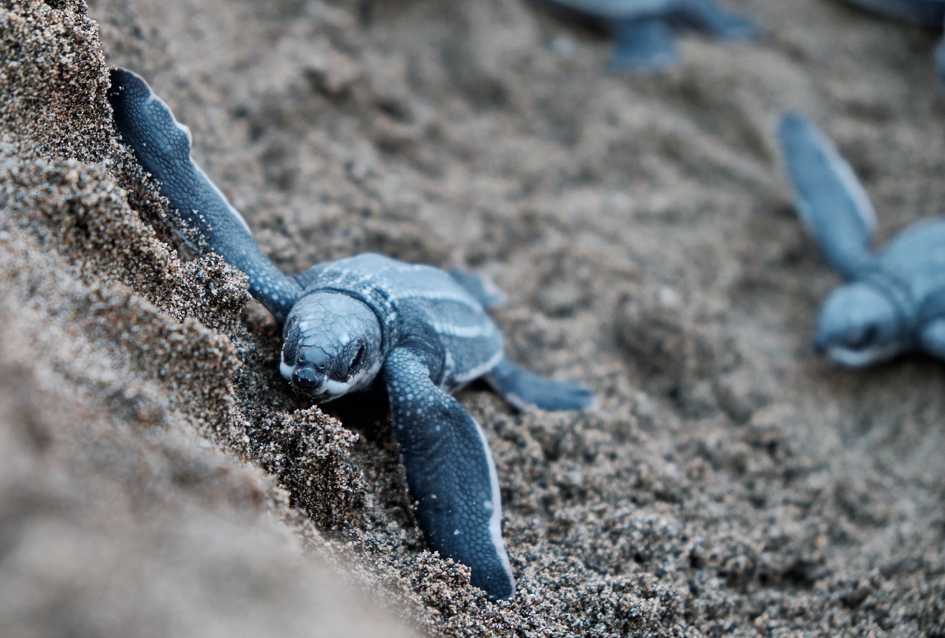 Watch Baby Sea Turtles Hatch in Fort Myers Beach, FL