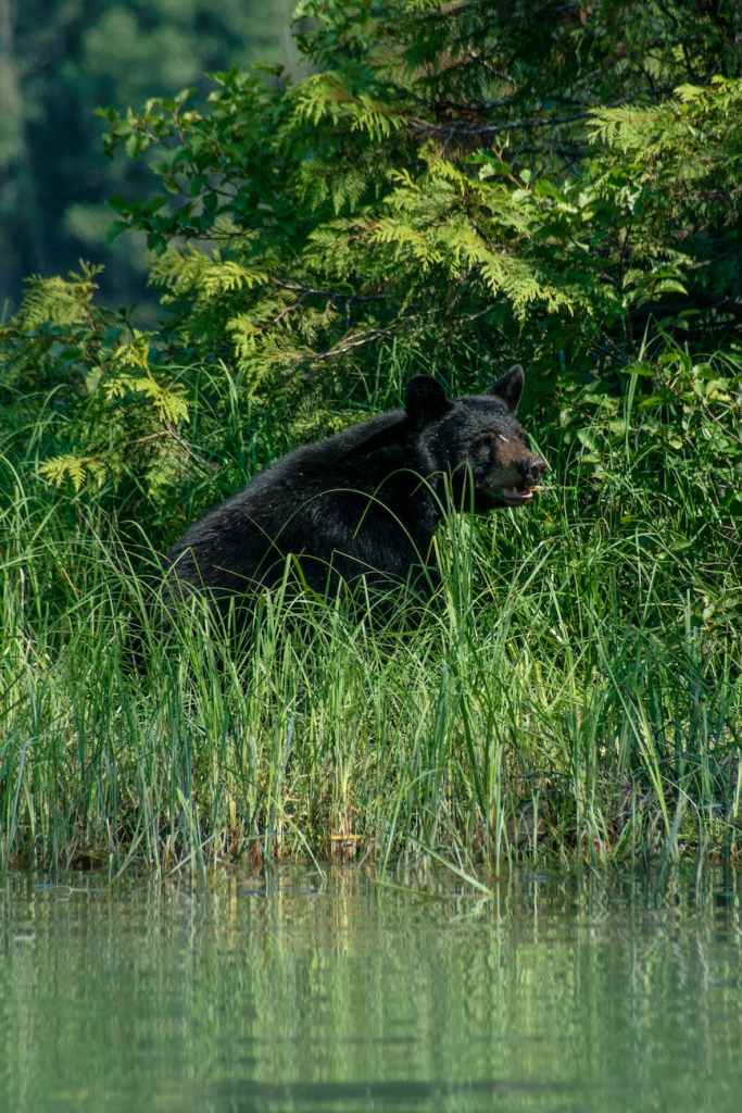 black bear sitting on grassy lakeside in wild nature