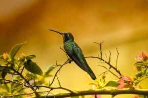 shallow focus photography of green humming bird