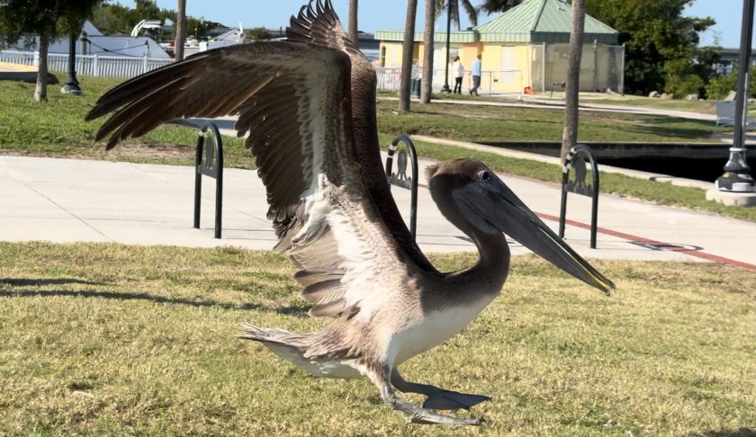 Pelican