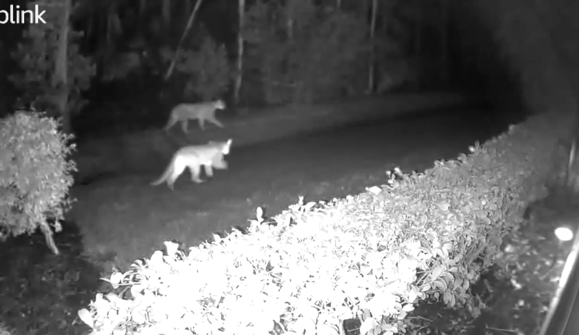 Florida panthers caught on Naples surveillance footage