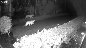Florida panthers caught on Naples surveillance footage