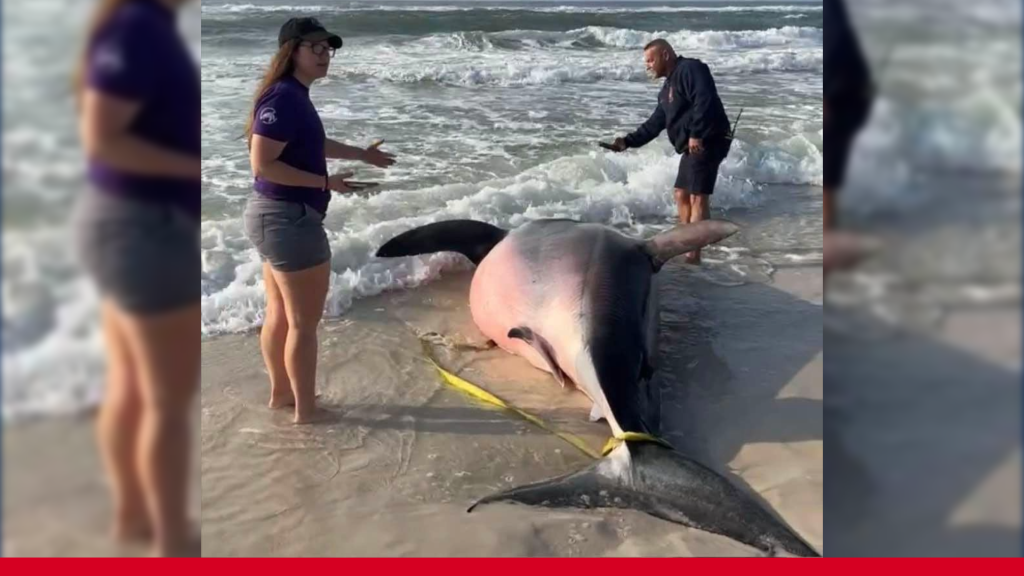 Watch: Anglers Land Giant Great White on Florida Beach