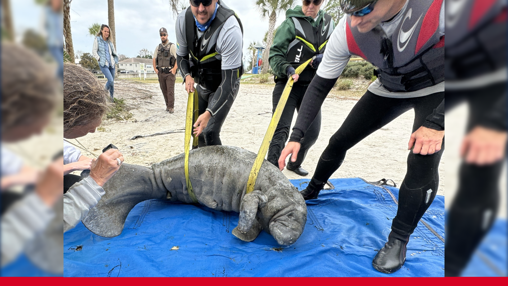 Manatee With Declining Bodily Condition Rescued From Crystal River