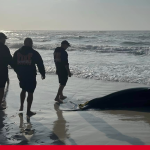 New details released about great white shark that washed up on Navarre Beach