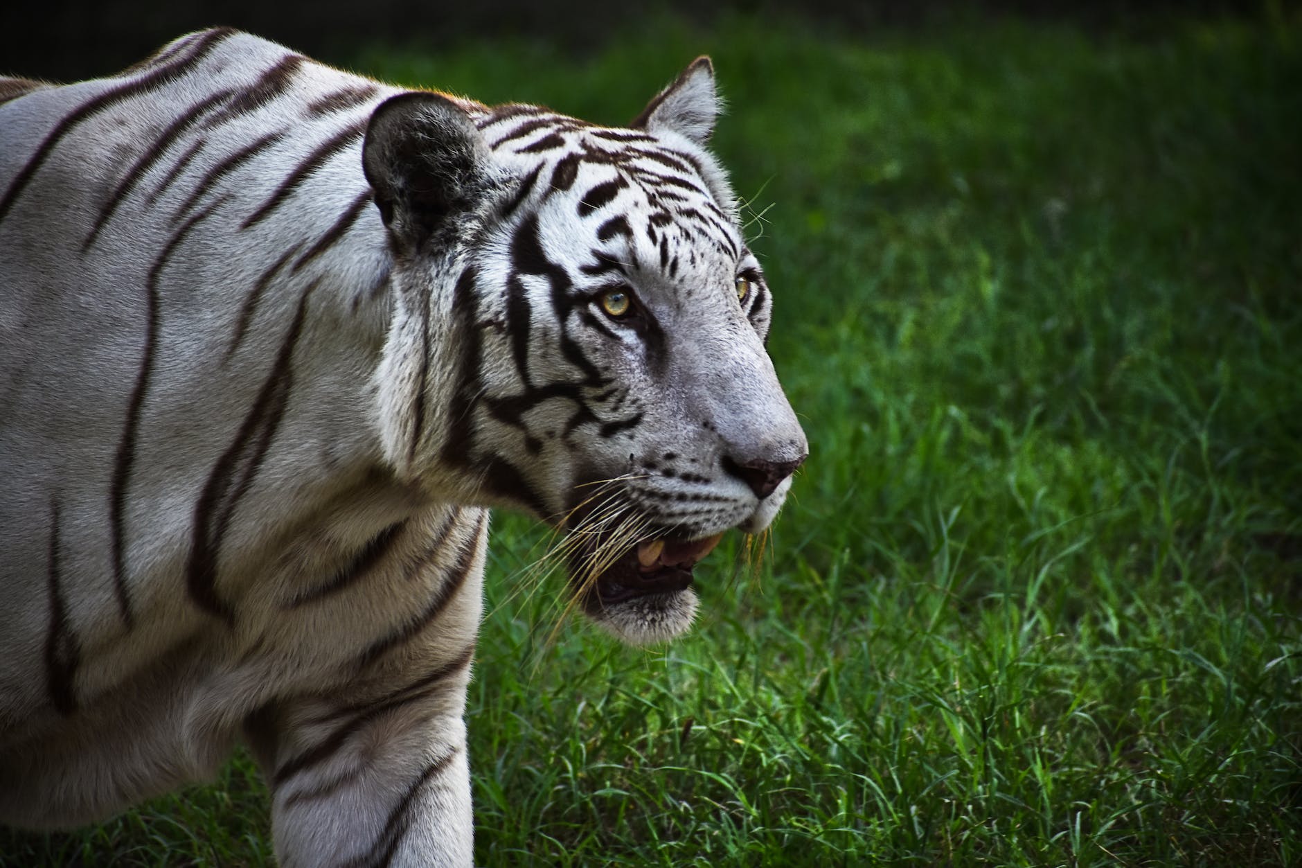 Thousands Urge University of Memphis to Stop Using Live Tiger