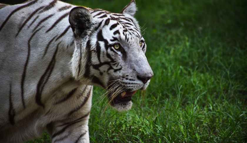 close up photo of white tiger